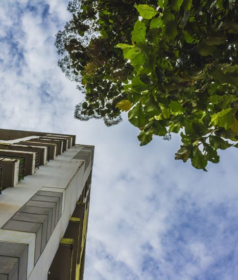 tall-skyscraper-tree-min